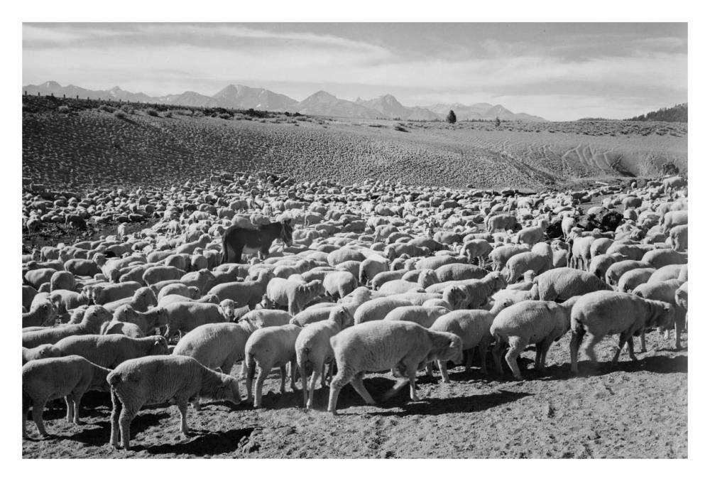Flock in Owens Valley - National Parks and Monuments, 1941-Paper Art-32x22”