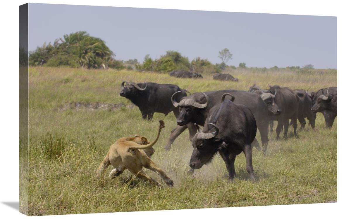 African Lion evading retaliation by Cape Buffalo herd, Africa-Canvas Art-30x20”