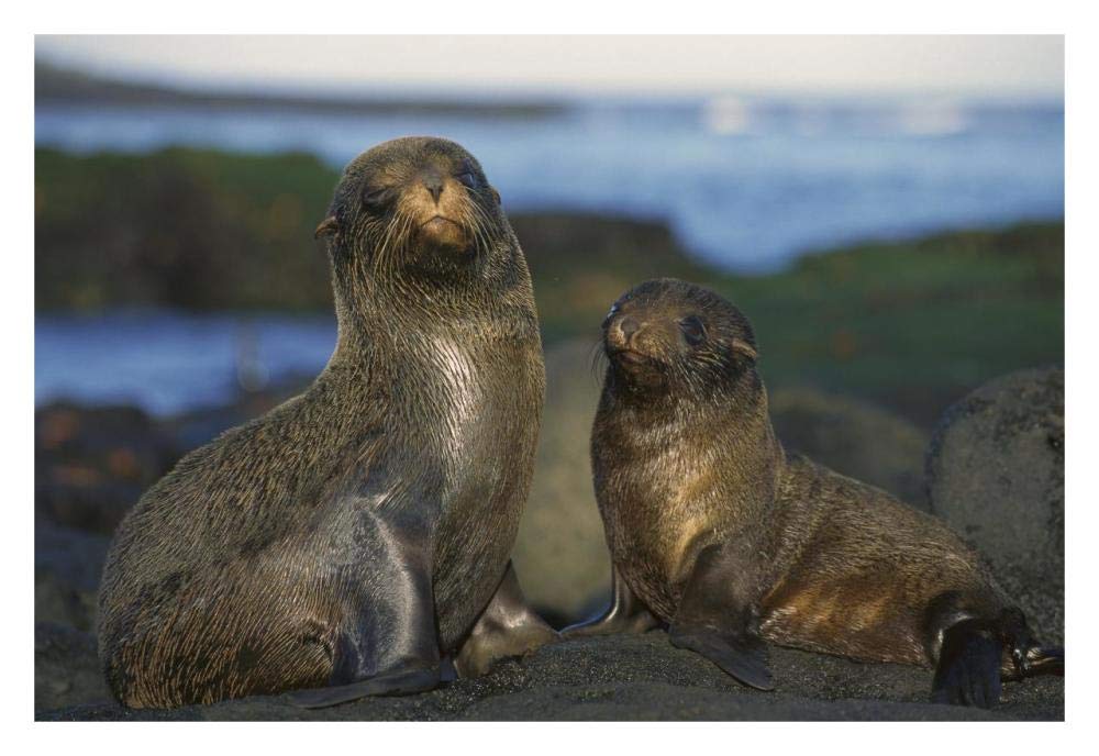 Galapagos Islands Fur Seal cow and pup, Cape Douglas, Galapagos Islands-Paper Art-32x22”