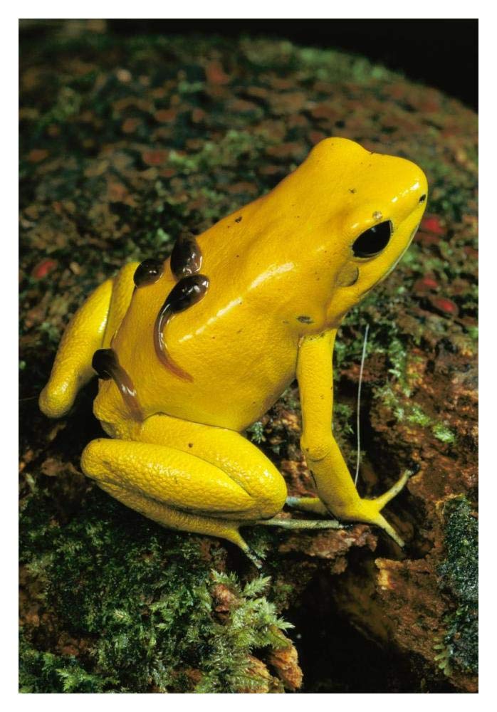 Golden Poison Dart Frog male carrying tadpoles on his back, Colombia-Paper Art-14x20”
