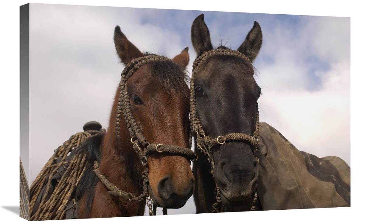 Horses pair belonging to Chagras, Andes Mountains, Ecuador-Canvas Art-30x20”