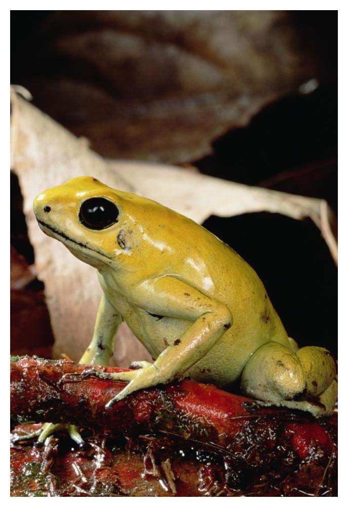 Golden Poison Dart Frog, Colombia-Paper Art-34x50”