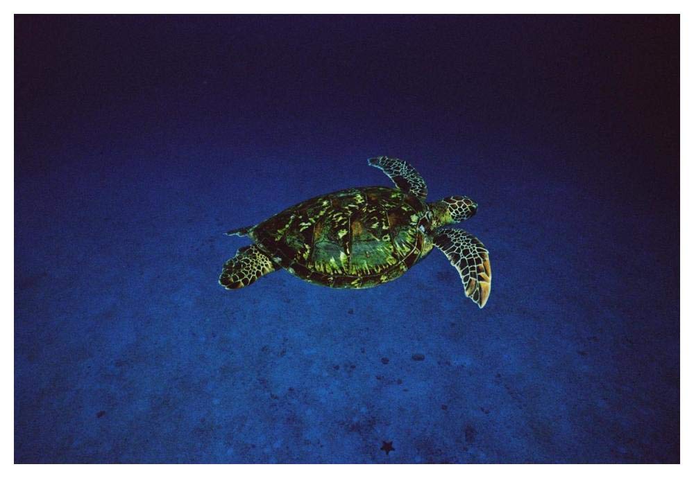 Green Sea Turtle swimming off of Cocos Island, Costa Rica-Paper Art-50x34”