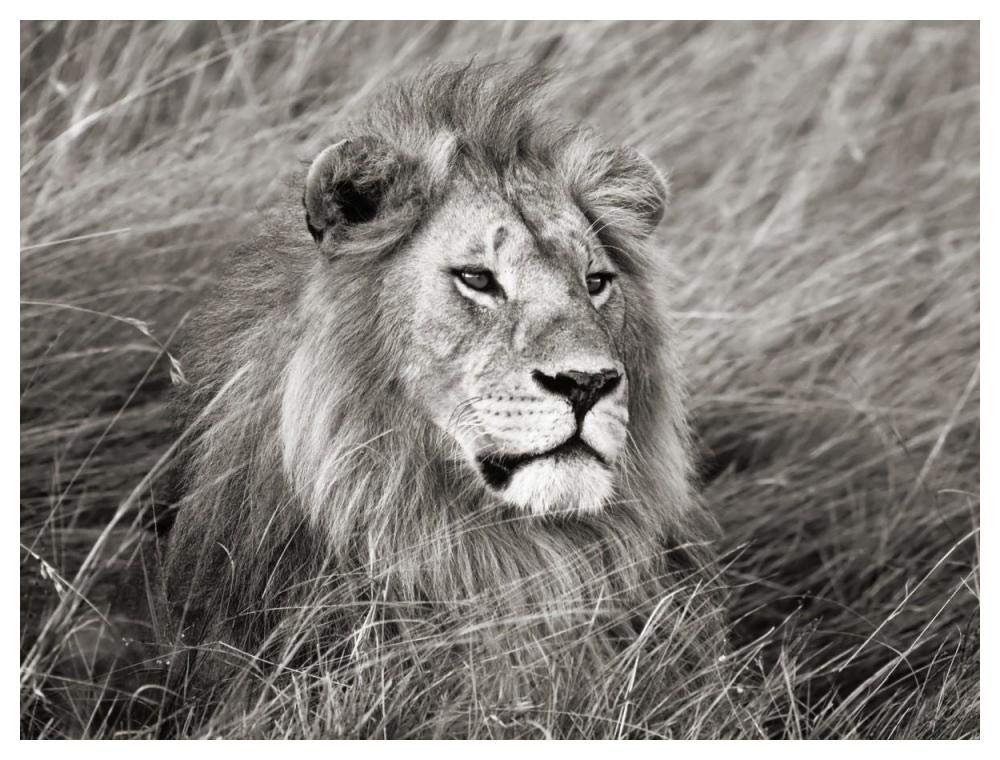 African lion, Masai Mara, Kenya-Paper Art-50x38”
