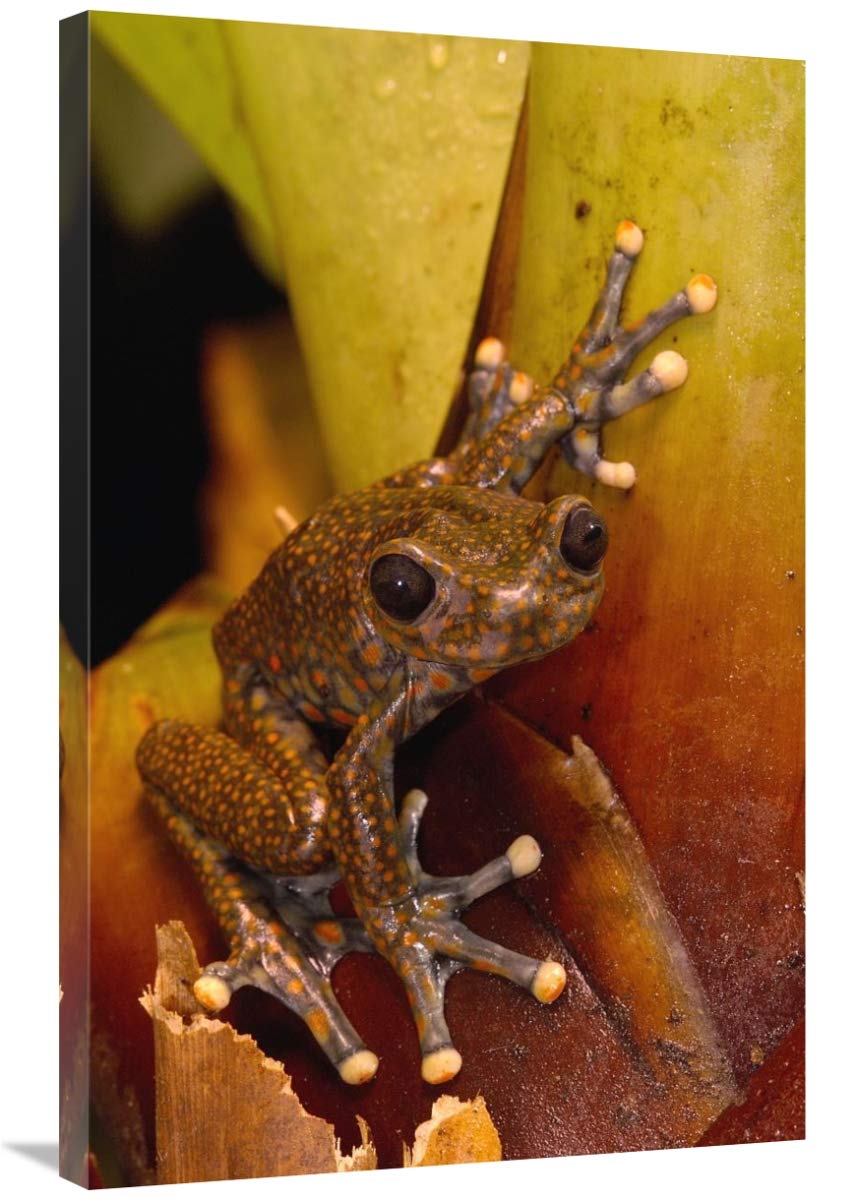 Strawberry Tree Frog male in cloud forest, Carchi Province, Ecuador-Canvas Art-24x36”