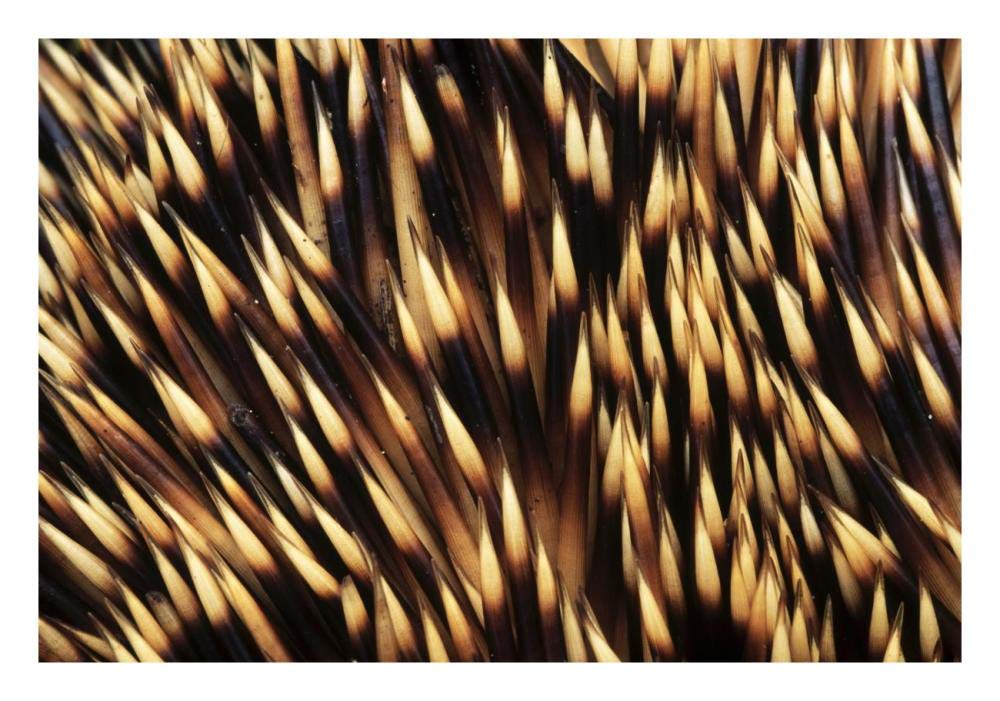 Brown-breasted Hedgehog detail of spines, Europe-Paper Art-26x18”