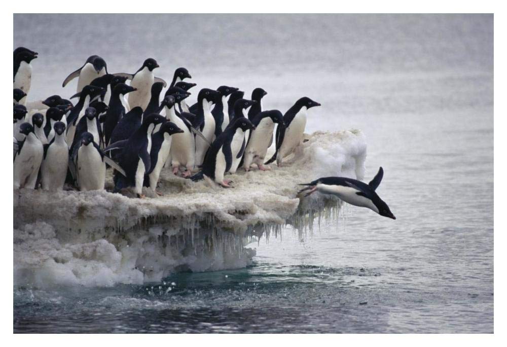 Adelie Penguin leaping into sea from ice apron, Franklin Island, Ross Sea, Antarctica-Paper Art-20x14”