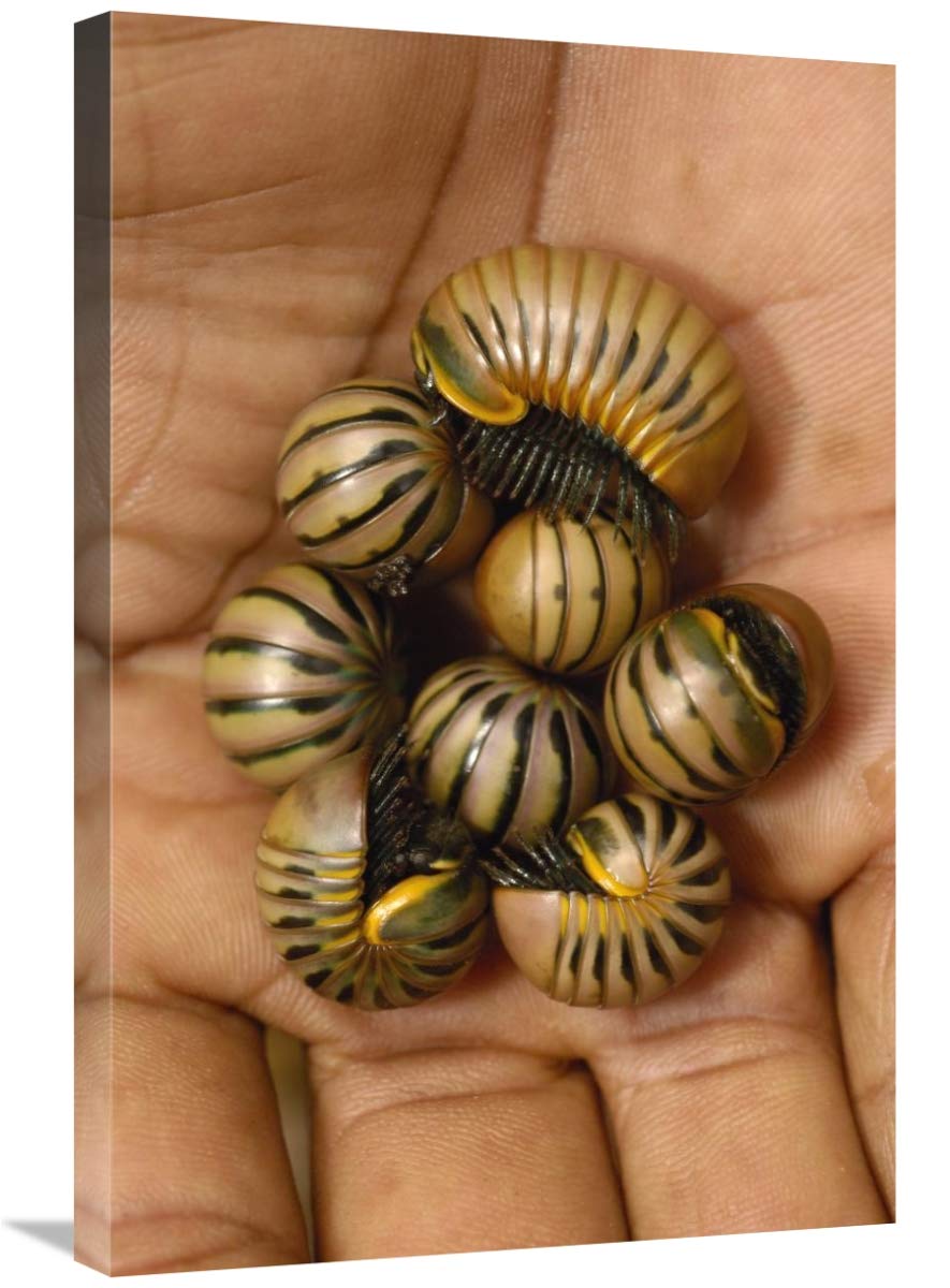 Pill Millipede group from Zombitse Reserve, Madagascar-Canvas Art-20x30”