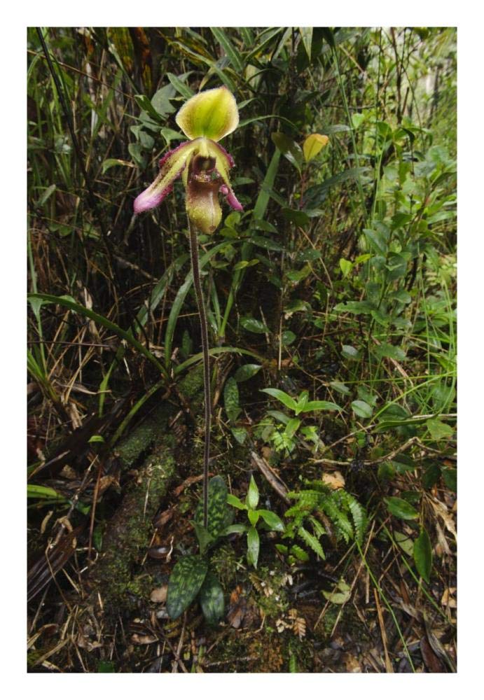 Orchid flower in rainforest, Sabah, Borneo, Malaysia-Paper Art-18x26”