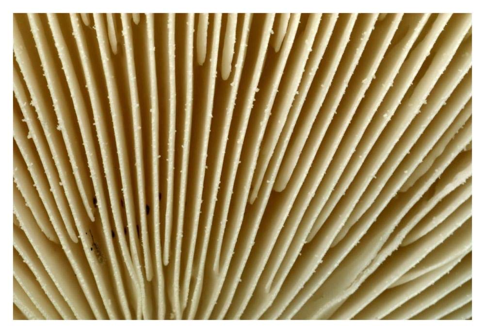 Citron Amanita mushroom detail, Belgium-Paper Art-38x26”