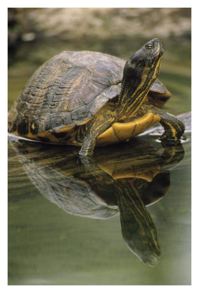 Yellow-bellied Slider turtle, portrait, in water, North America-Paper Art-14x20”