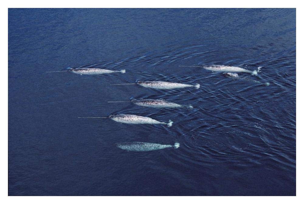 Narwhal pod aerial, Lancaster Sound, Canada-Paper Art-20x14”