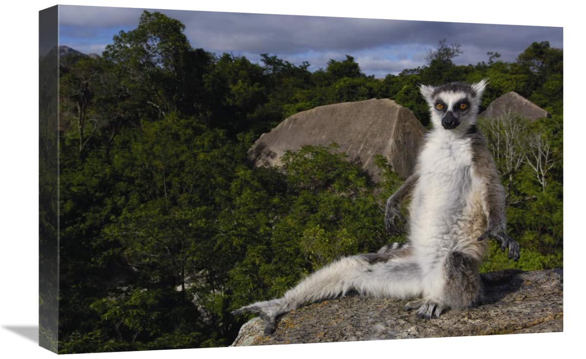 Ring-tailed Lemur,  near Andringitra Mountains Madagascar-Canvas Art-24x16”