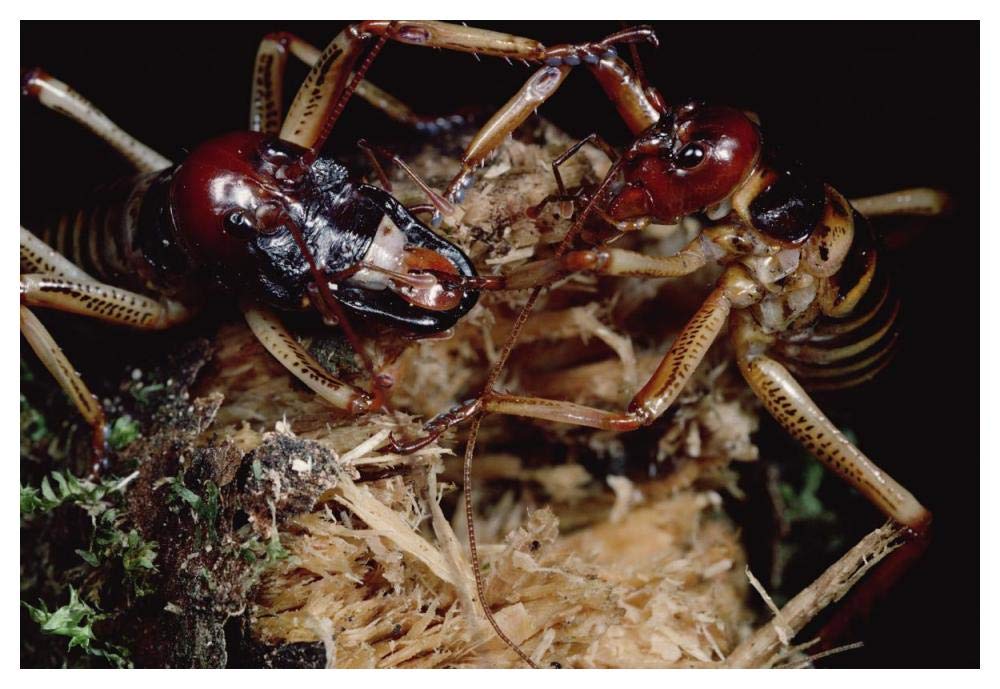 Tree Weta male with larger head and female, New Zealand-Paper Art-50x34”