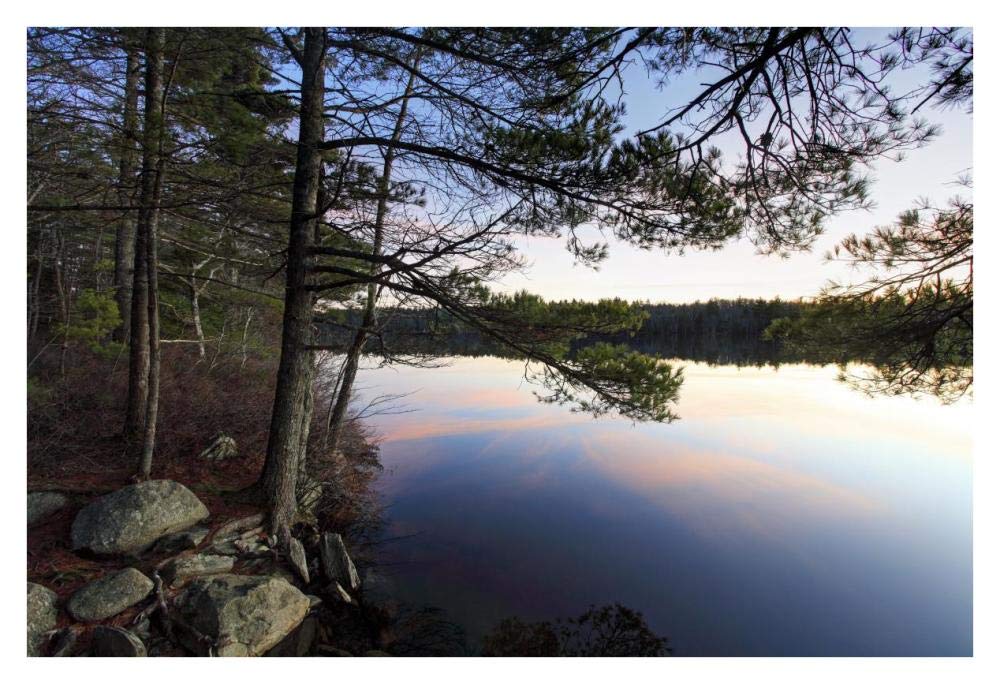 Forest along lake shore at sunset, Kejimkujik National Park, Nova Scotia, Canada-Paper Art-38x26”