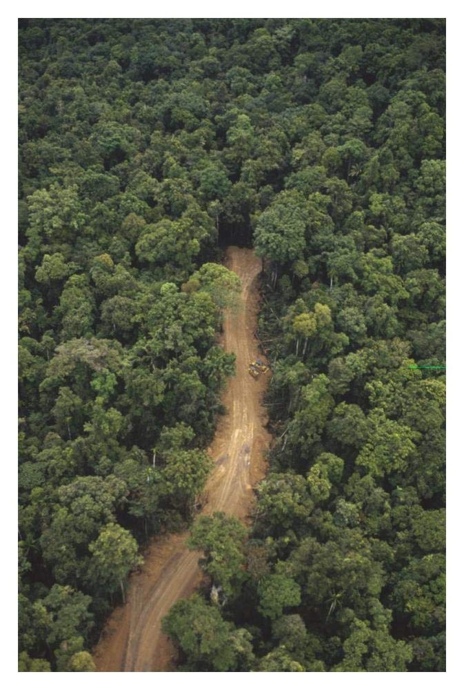 New logging road in virgin lowland tropical rainforest, east of Aird River Delta, Kikori Basin, Papua New Guinea-Paper Art-14x20”