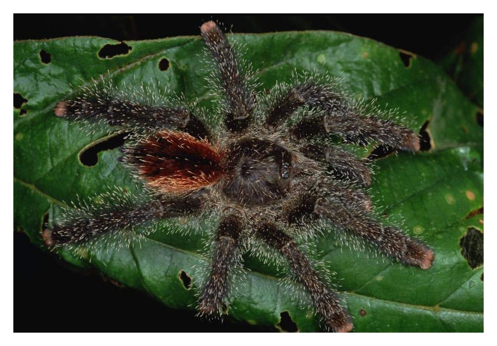 Tarantula juvenile, Rio Momon, Peru-Paper Art-38x26”