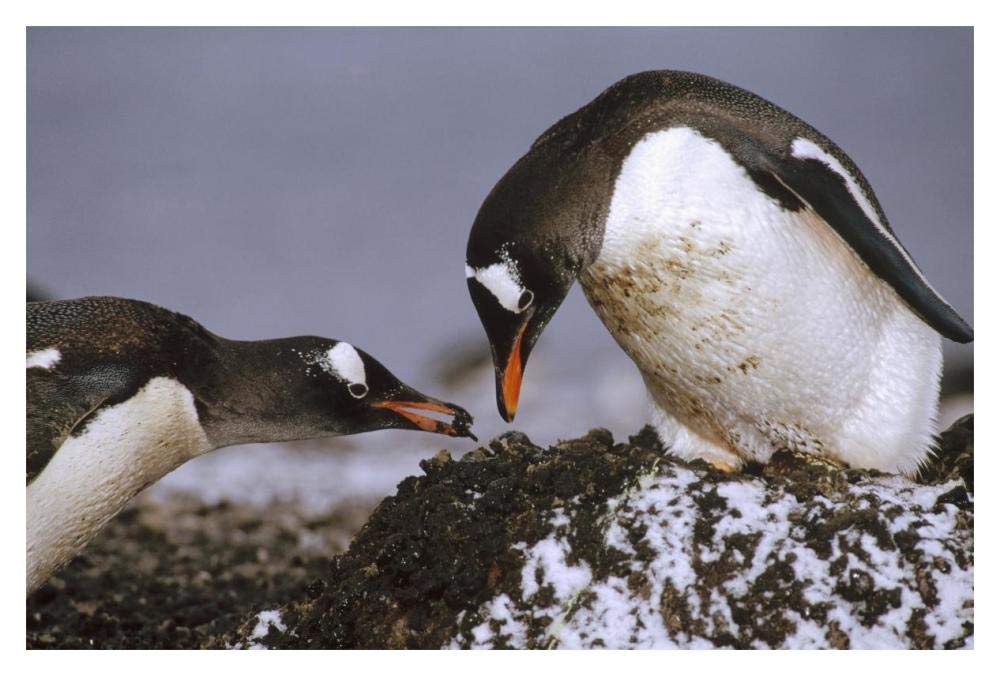 Gentoo Penguin nesting adults rebuild pebble nest, Aitcho Island, South Shetland Islands, Antarctica-Paper Art-20x14”