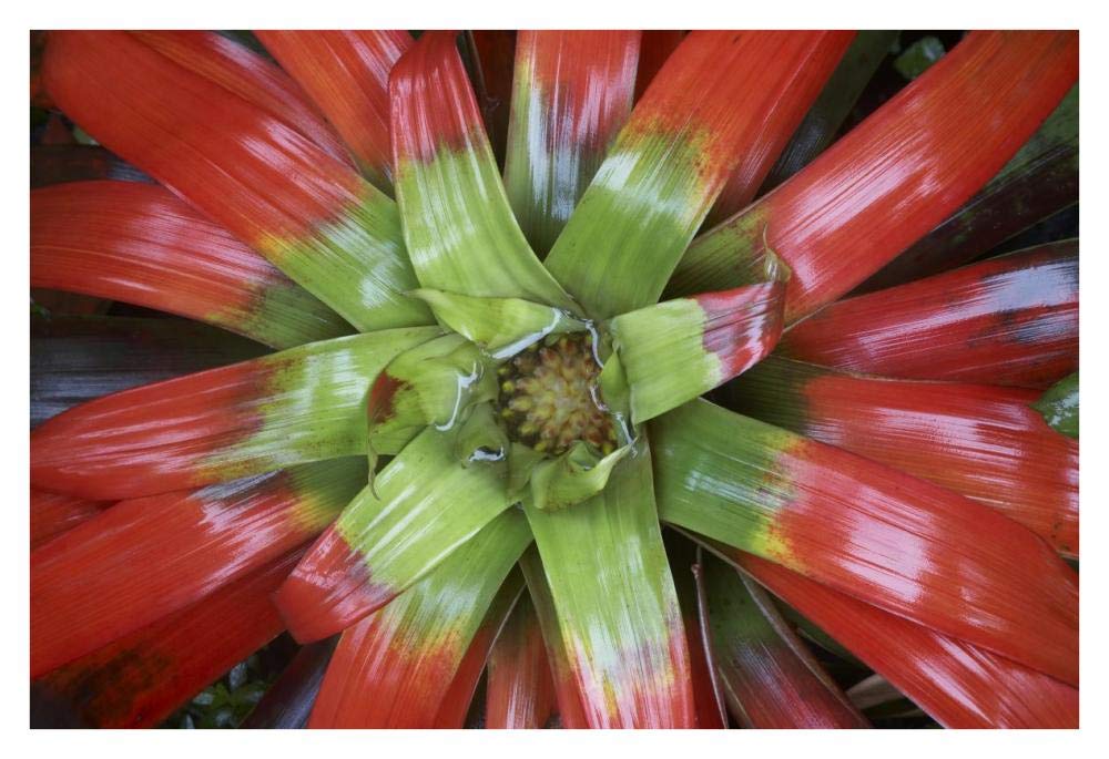 Bromeliad flower, Costa Rica-Paper Art-38x26”