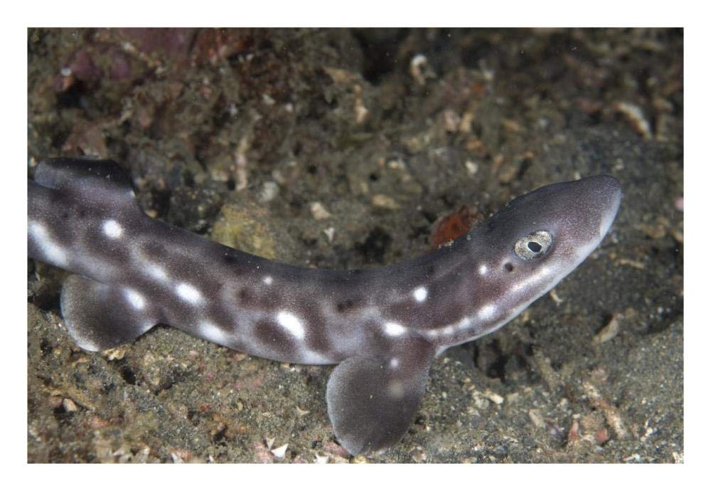 Coral Catshark , Lembeh Island, Sulawesi, Indonesia-Paper Art-26x18”