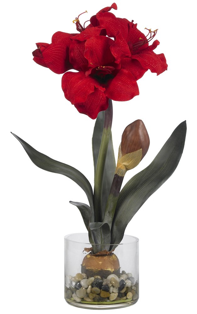 Amaryllis w/Round Vase