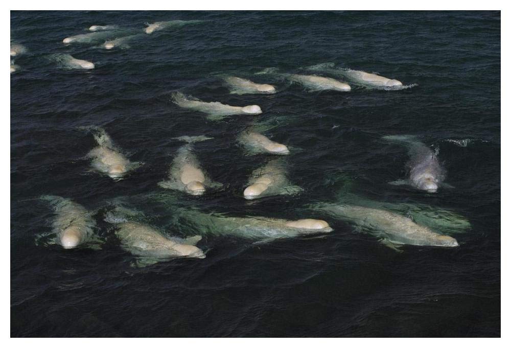 Beluga pod molting in freshwater shallows, NWT, Canada-Paper Art-50x34”