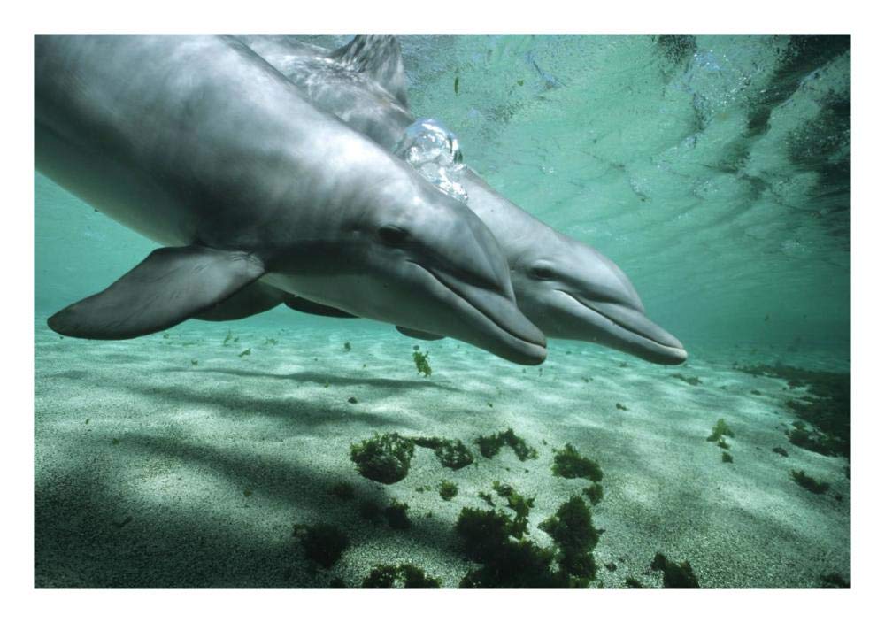 Bottlenose Dolphin pair underwater, Hawaii-Paper Art-26x18”