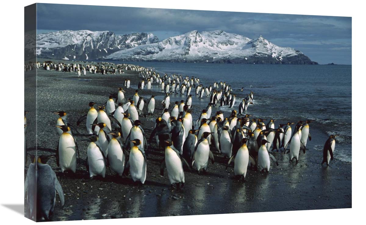 King Penguin colony along shoreline, Bay of Isles, South Georgia Island-Canvas Art-24x16”
