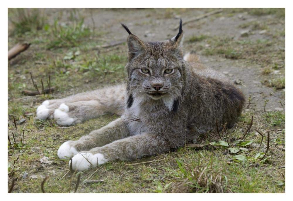 Canada Lynx reclining showng typically large feet, Haines, Alaska-Paper Art-20x14”