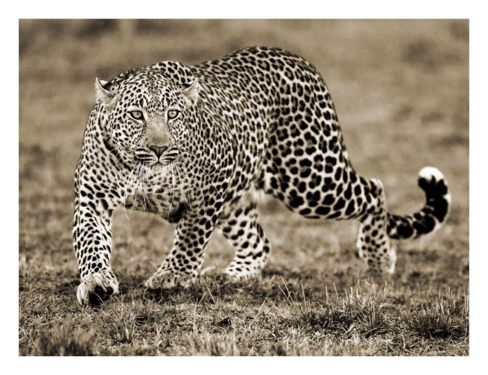 Leopard-Paper Art-26x20”