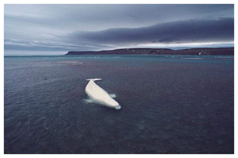 Stranded Beluga whale awaiting incoming tide as storm approaches, Canada-Paper Art-62x42”
