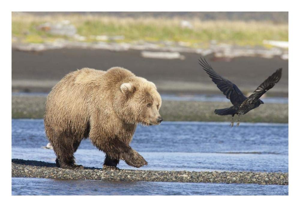 Grizzly Bear walking along water and scaring away Common Raven, Katmai National Park, Alaska-Paper Art-26x18”