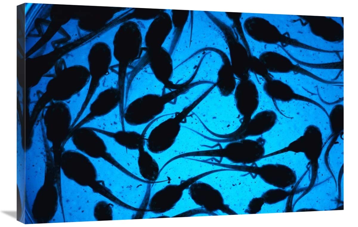 Cayenne Slender-legged Tree Frog tadpoles, native to South America-Canvas Art-36x24”