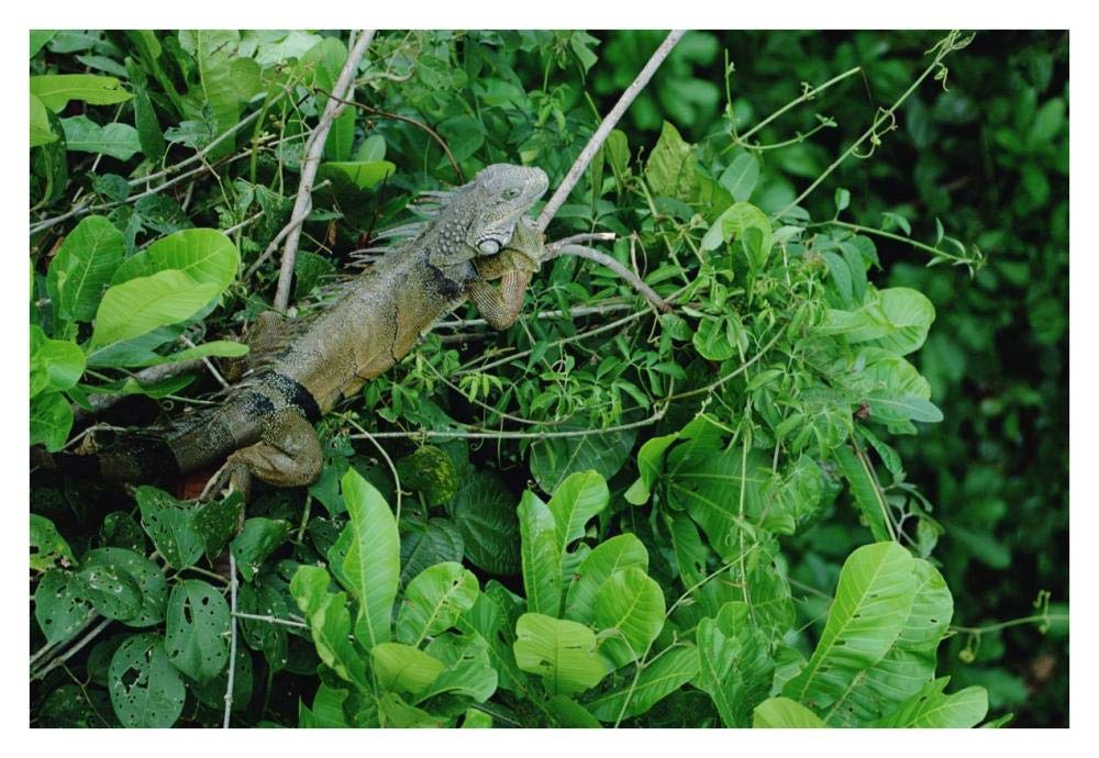 Green Iguana sunning on a branch in rainforest, Panama-Paper Art-38x26”