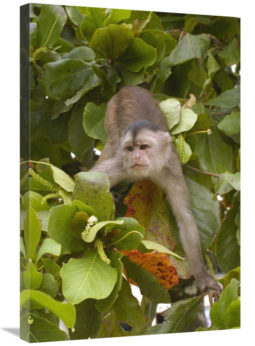 White-fronted Capuchin in trees, Puerto Misahualli, Amazon Rainforest, Ecuador-Canvas Art-20x30”