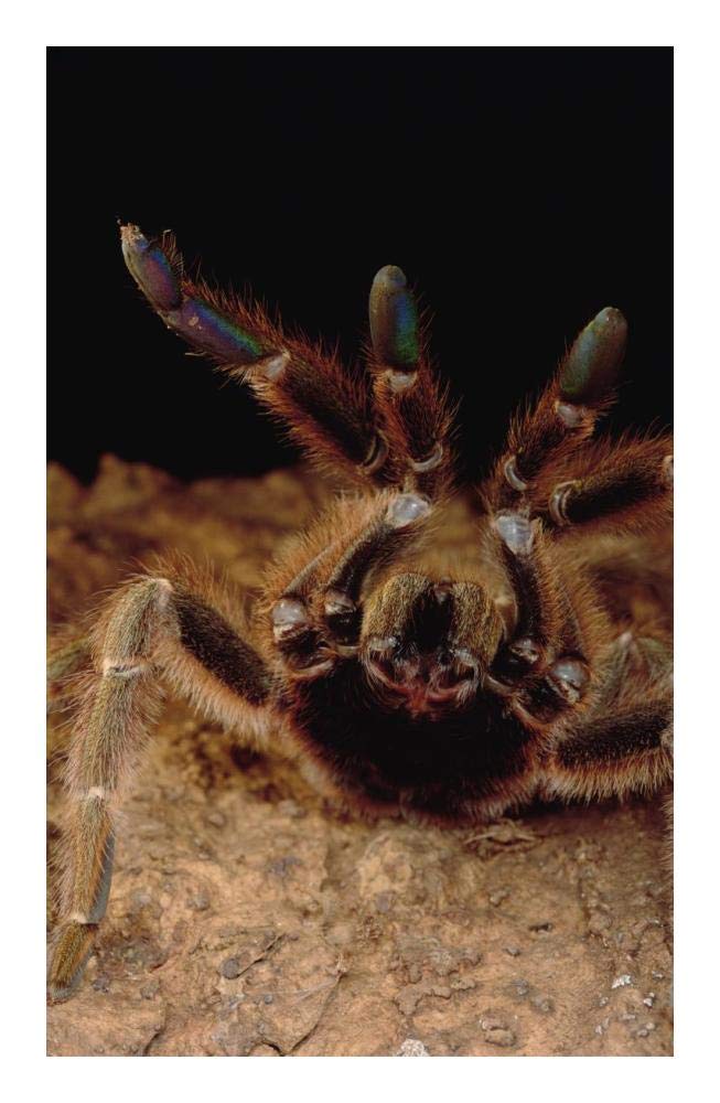 Tarantula in defensive posture, Trinidad-Paper Art-15.64x24”