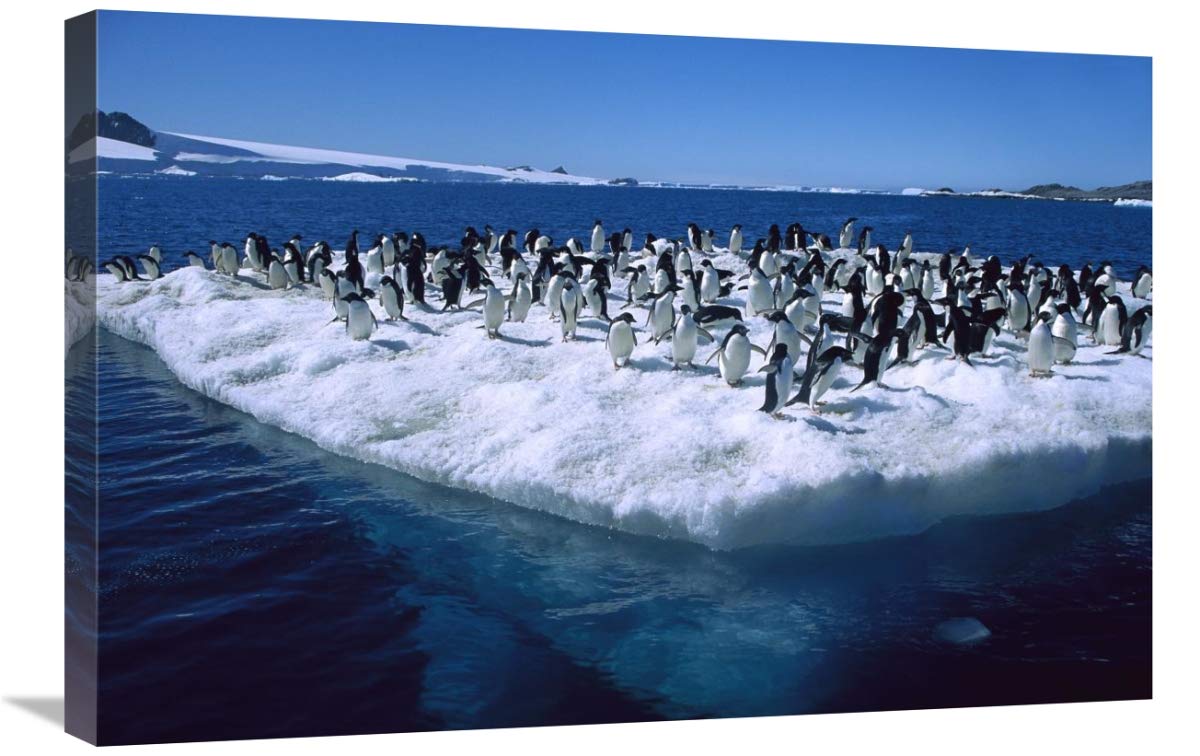 Adelie Penguins on icefloe in Hope Bay, Antarctic Peninsula, Antarctica-Canvas Art-30x20”