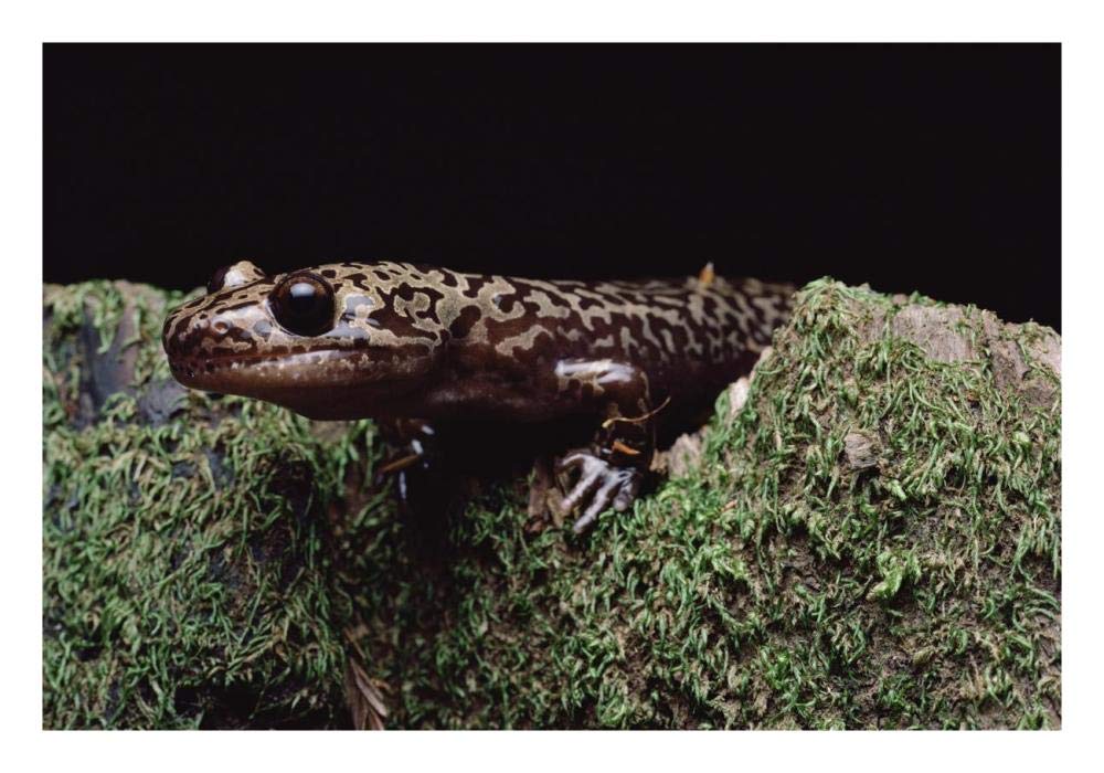 Pacific Giant Salamander on mossy rock, central California-Paper Art-26x18”