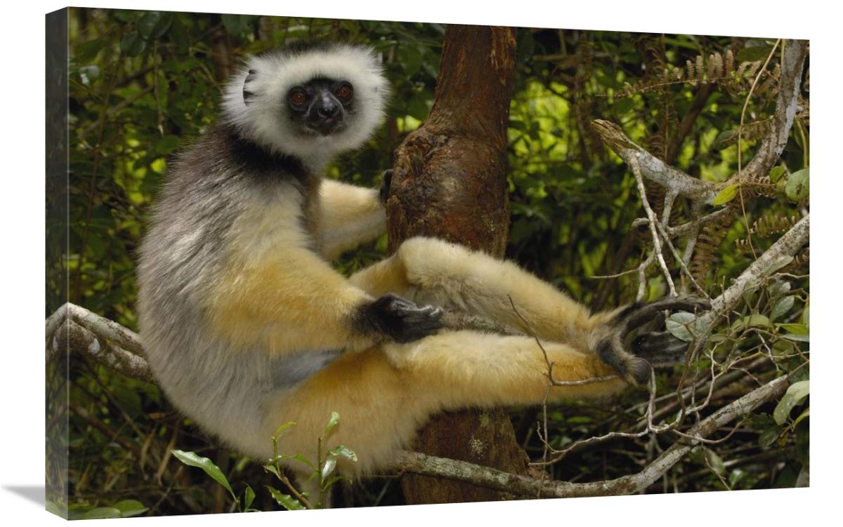 Diademed Sifaka , Mantadia National Park, Madagascar-Canvas Art-30x20”