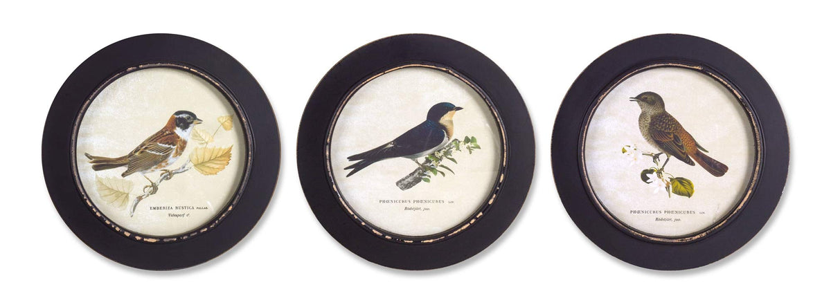 Melrose Modern Home Decorative Framed Bird Print (Set Of 3) 9.5 D Mdf