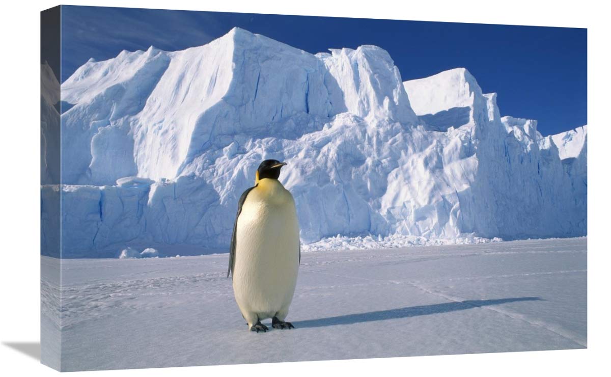 Emperor Penguin , Auster EP Rookery, Antarctica-Canvas Art-24x16”