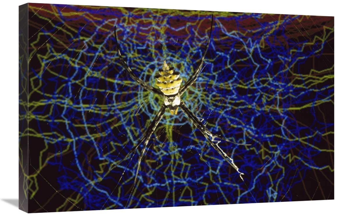 Computer simulation of a Spider spinning its web, Denmark-Canvas Art-30x20”