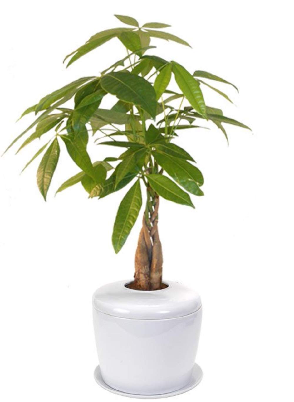 Braided Money Bonsai Tree and Porcelain Ceramic Cremation Urn with Matching Humidity / Drip Tray