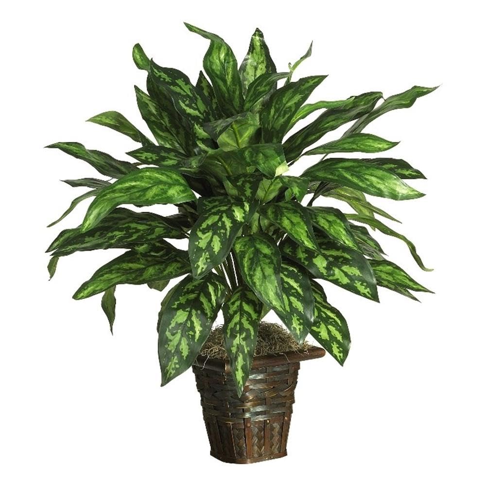 Silver King w/Basket Silk Plant