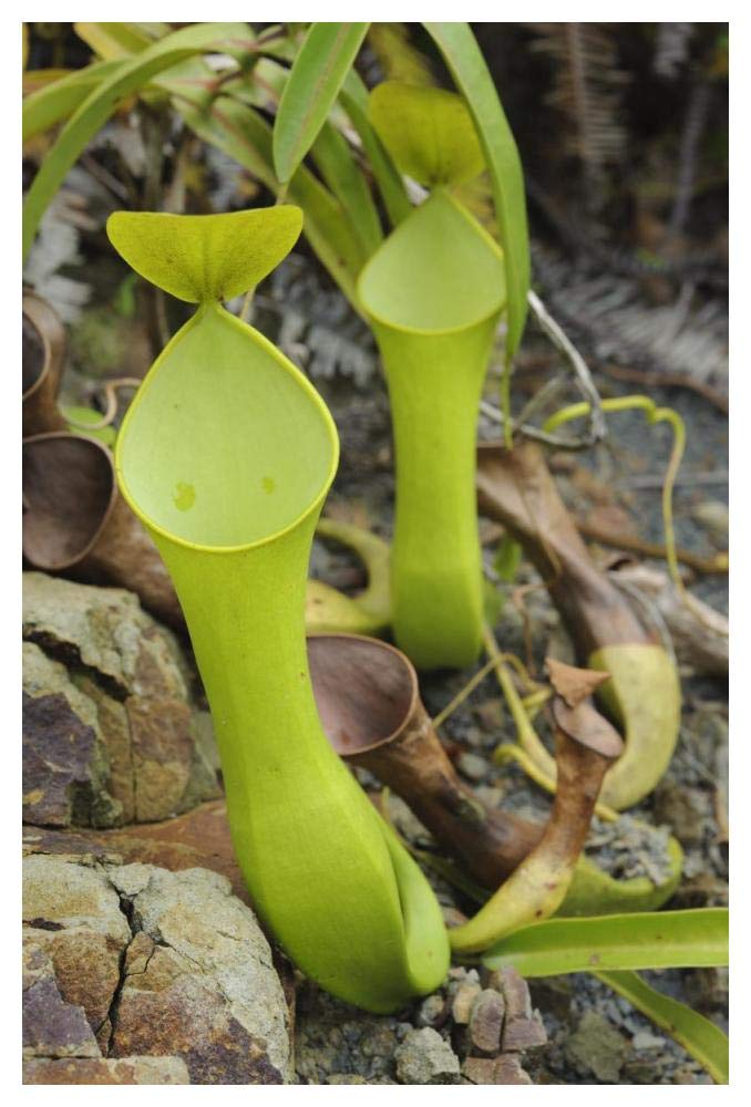 Reinwardts Pitcher Plant pitchers, Sarawak, Borneo, Malaysia-Paper Art-34x50”