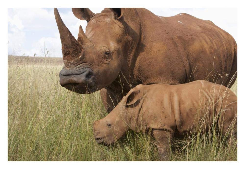 White Rhinoceros mother and calf, Rhino and Lion Nature Reserve, South Africa-Paper Art-32x22”