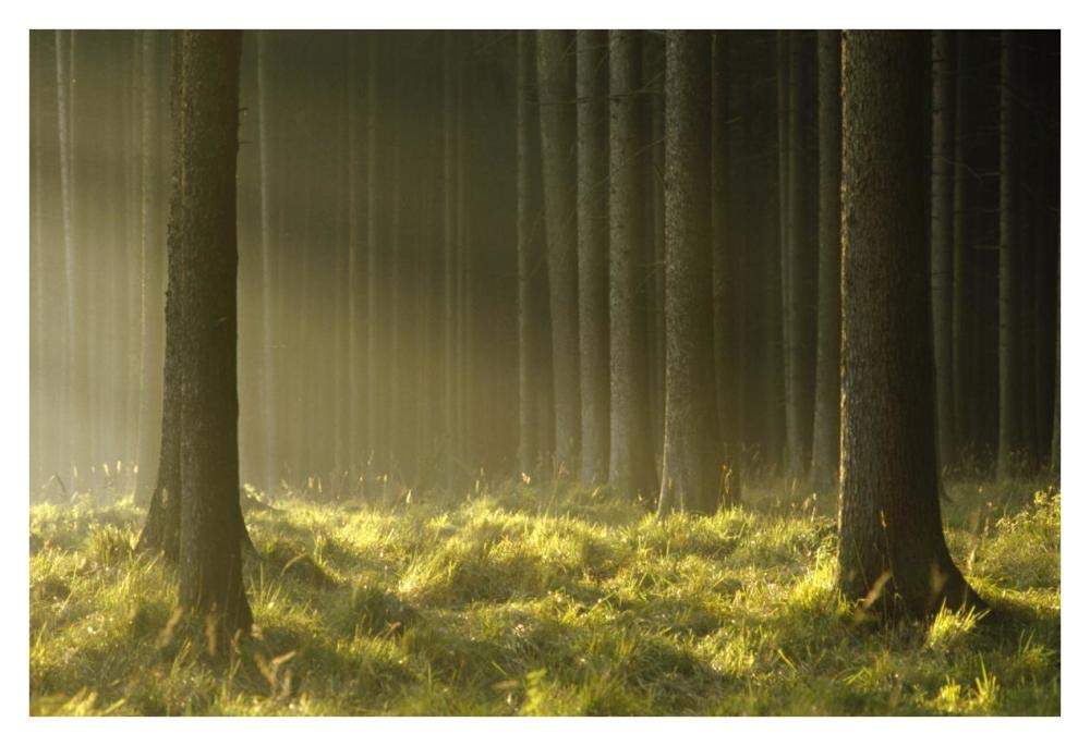 Sunlight filtering through Spruce forest, Bavaria, Germany-Paper Art-38x26”
