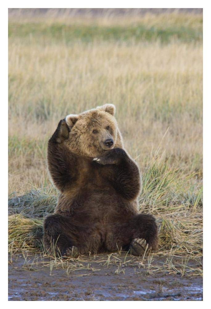 Grizzly Bear scratching ear, Katmai National Park, Alaska-Paper Art-14x20”