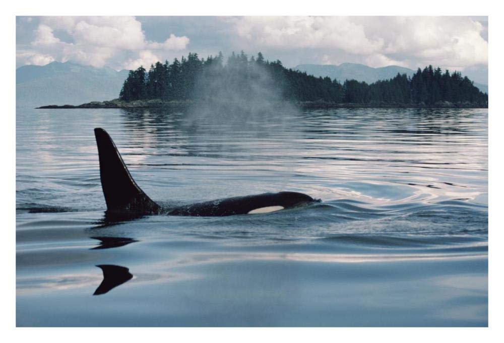 Orca surfacing, Johnstone Strait, British Columbia, Canada-Paper Art-32x22”