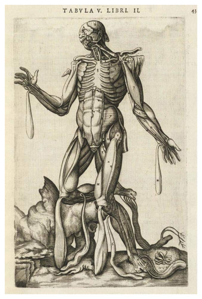 Male figure with muscles and skeleton-Paper Art-42x62”